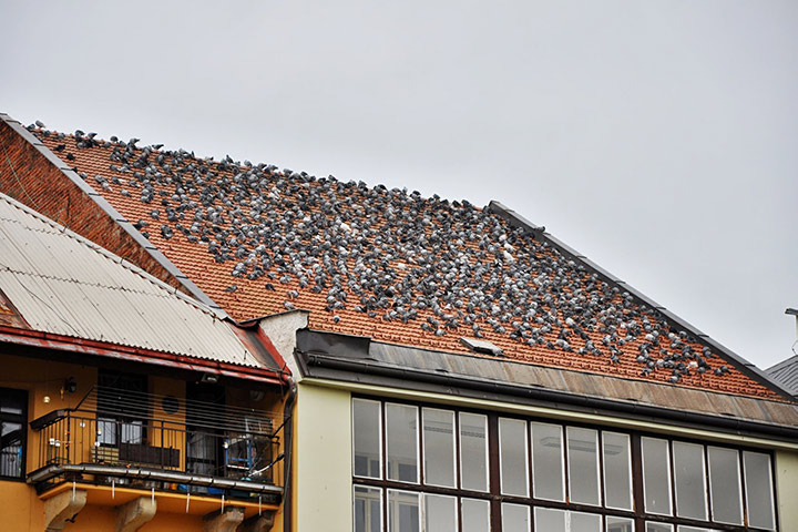 A2B Pest Control are able to install spikes to deter birds from roofs in Windsor. 