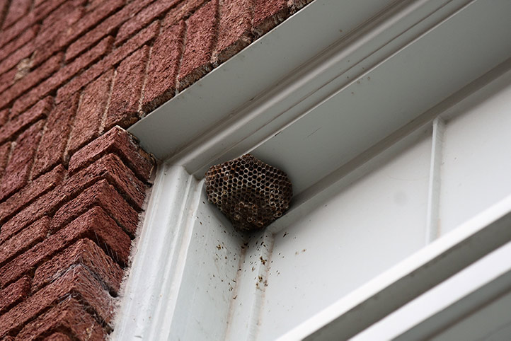 We provide a wasp nest removal service for domestic and commercial properties in Windsor.